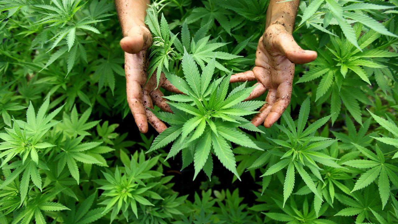 Villaurbana, marijuana nell'ovile: arrestato un allevatore
