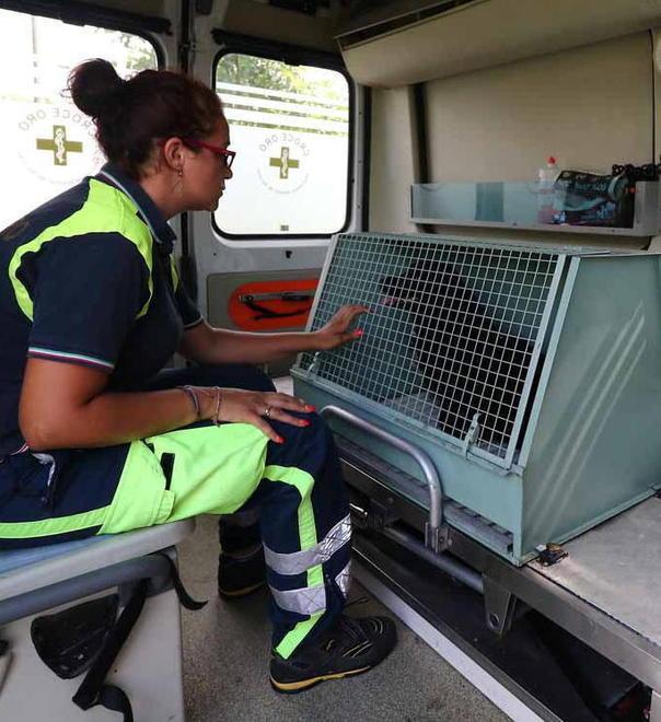 Ora per cani e gatti feriti c’è l’ambulanza veterinaria