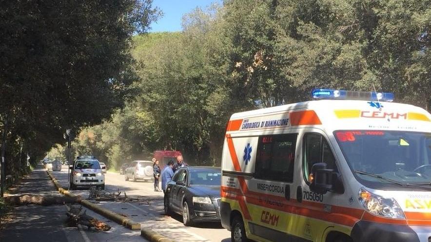 Tronco crolla sull’auto in marcia