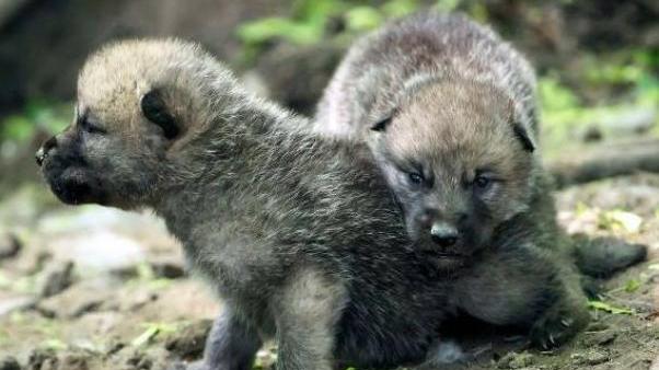 Nella tana del lupo per allontanare la paura