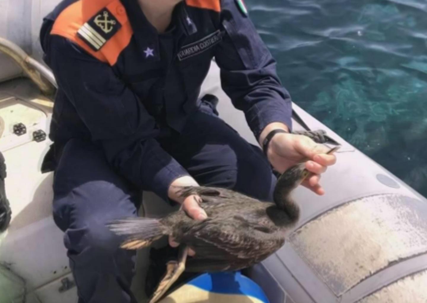 La guardia costiera salva un cormorano a Golfo Aranci