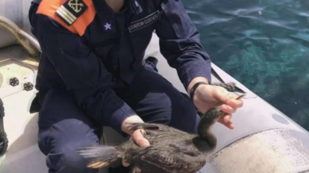 La guardia costiera salva un cormorano a Golfo Aranci