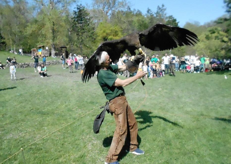 Aquile e gheppi incantano il pubblico al Parco matildico