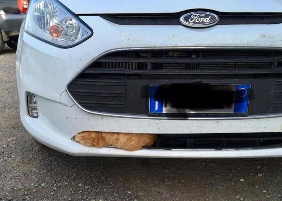 Gatto travolto, intrappolato e salvato 