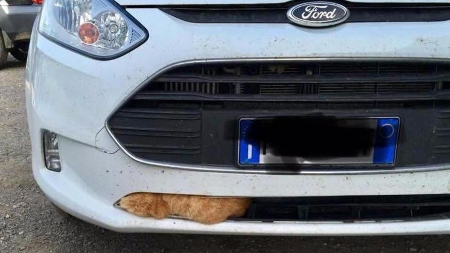 Gatto travolto, intrappolato e salvato