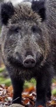In auto contro un cinghiale? C’è il rimborso per i danni 