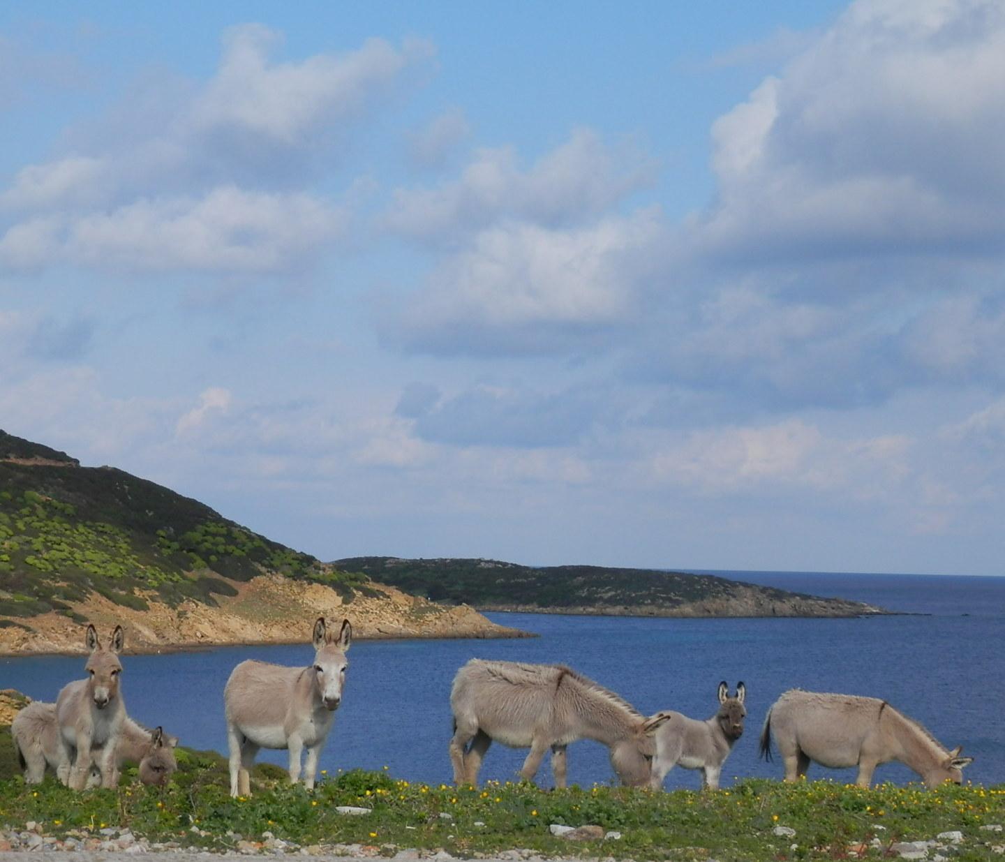 Regione e Parco dell'Asinara studiano il rilancio dell’agricoltura 