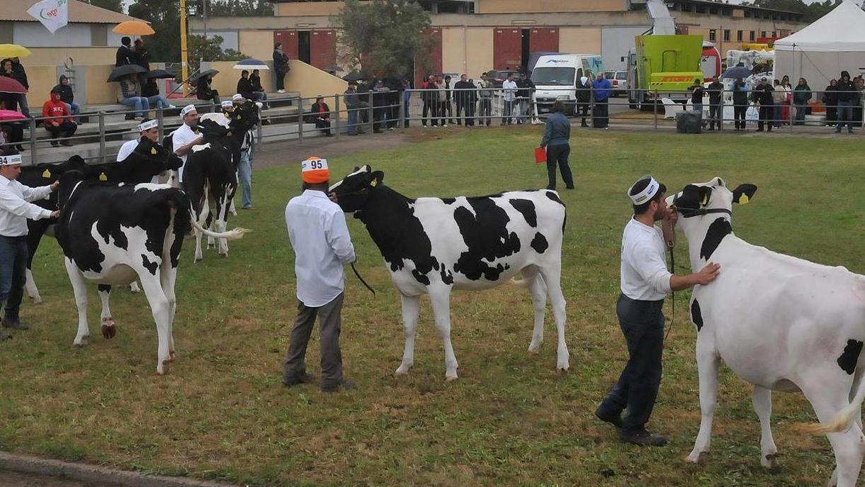 Fiera dell’agricoltura cento espositori pronti all’esordio