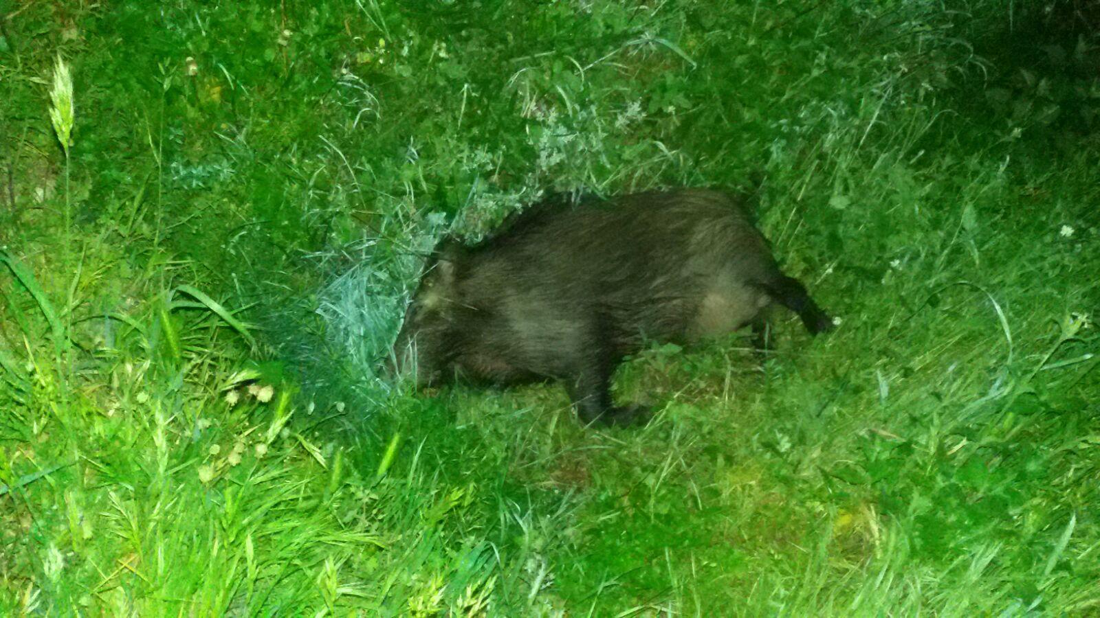 Il cinghiale investito e senza vita nel fossato a bordo strada