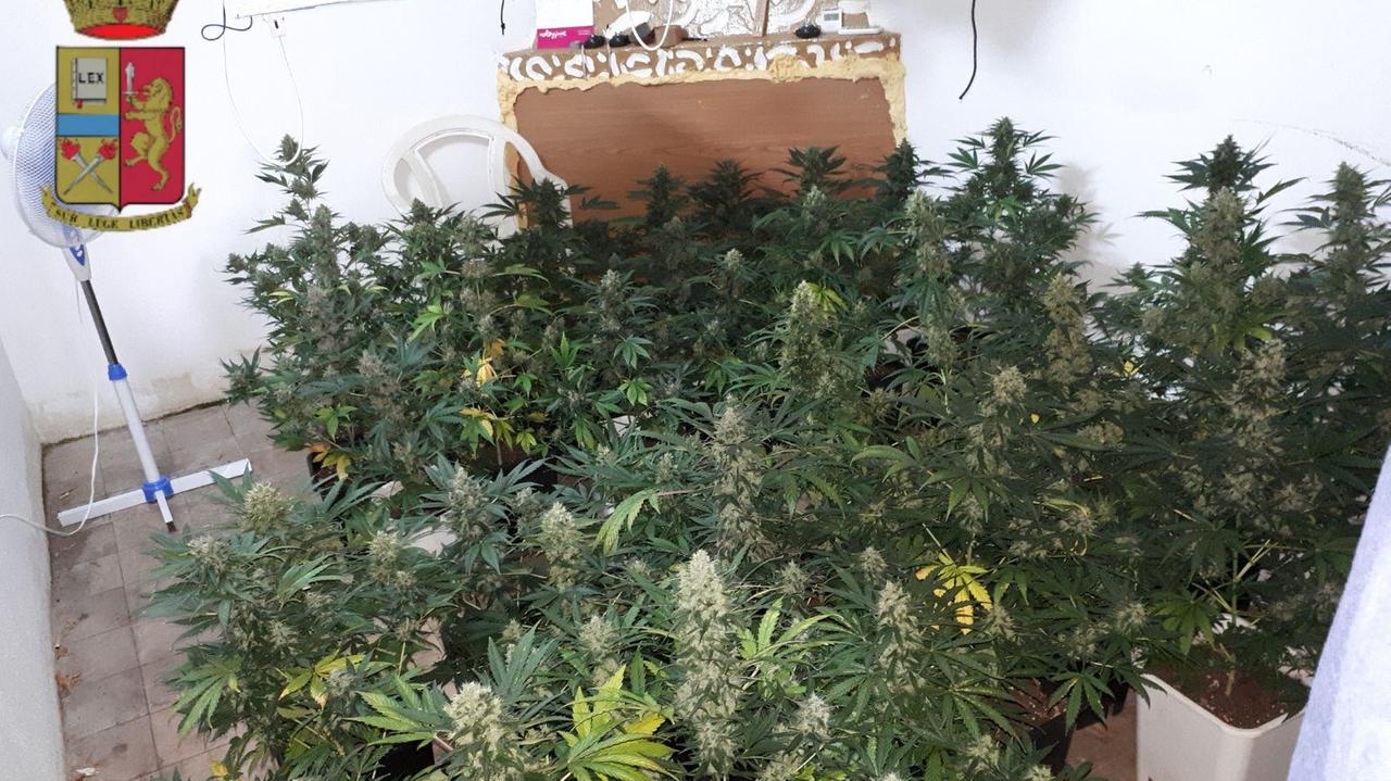 Due serre di marijuana in due case di Selargius scoperte dalla polizia 