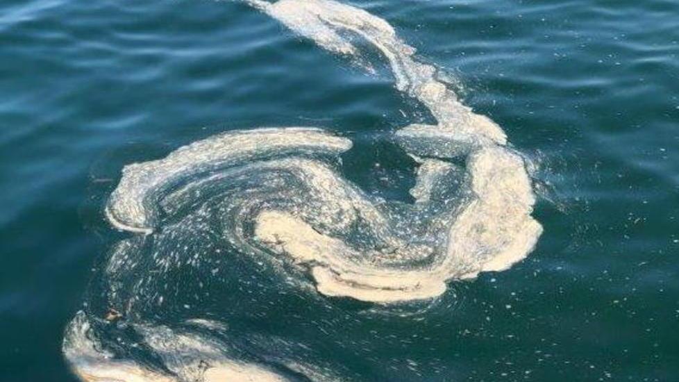 Acqua sporca, sono fioriture algali