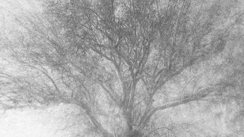 Zampini e gli alberi, una passione di famiglia