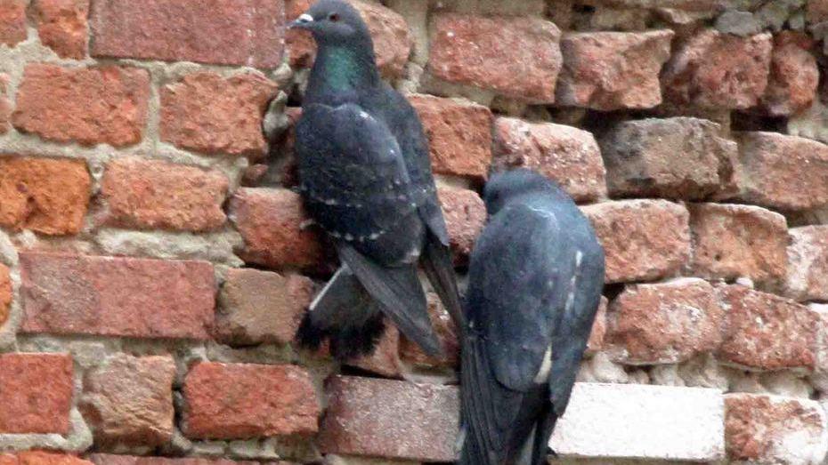 Il Comune dichiara guerra ai piccioni con mangimi speciali