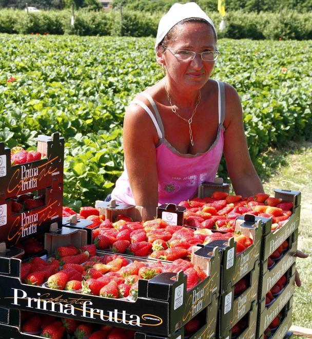Campagna fragole Partenza in ritardo ma la qualità è buona 