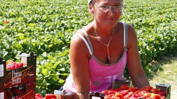 Campagna fragole Partenza in ritardo ma la qualità è buona
