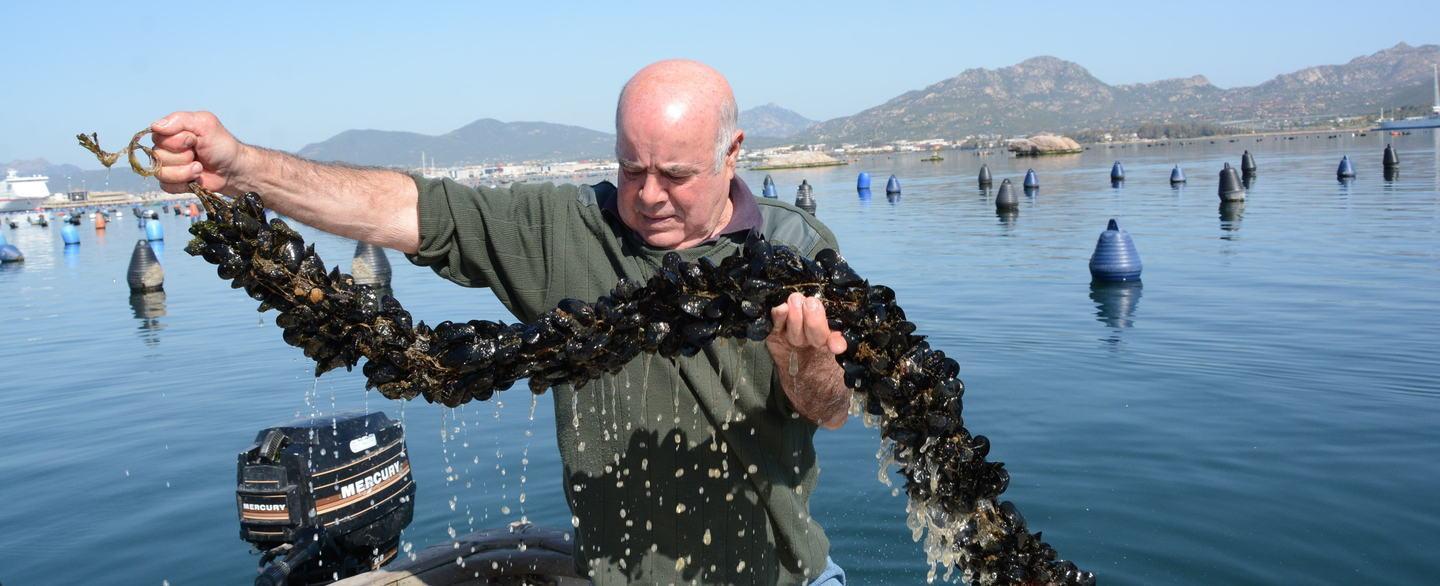 Concessioni per le cozze, la Regione: non si toccano 