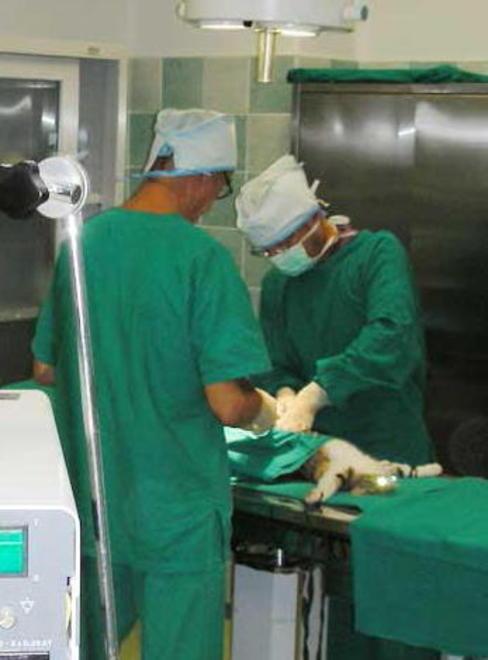 «Parità di stipendio» Veterinari in rivolta pronti alle vie legali 