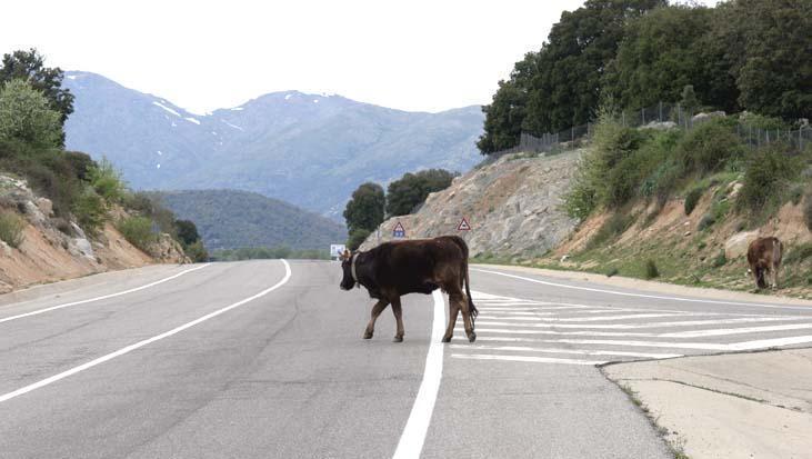 Mucca contro un camion sulla 389: autista illeso, allevatore multato 