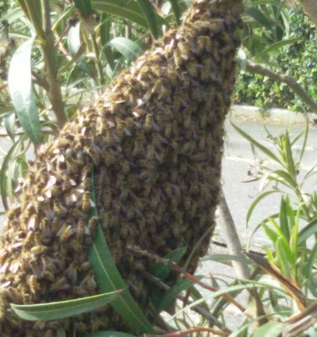 Le api mettono su casa a Marina