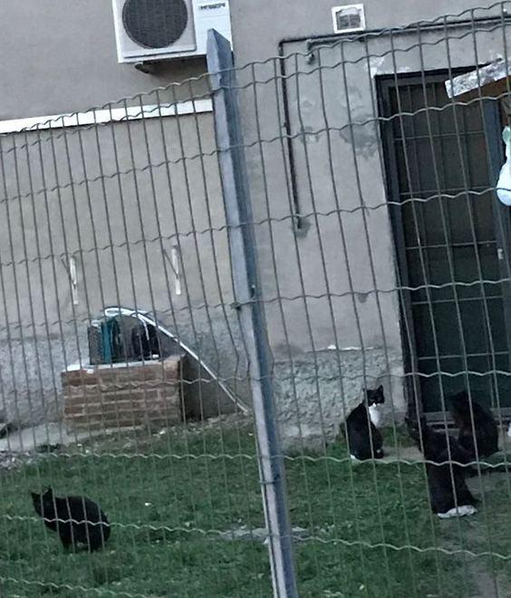 Boccone letale uccide cane A San Dalmazio morìa di gatti
