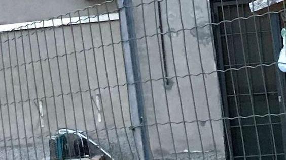 Boccone letale uccide cane A San Dalmazio morìa di gatti