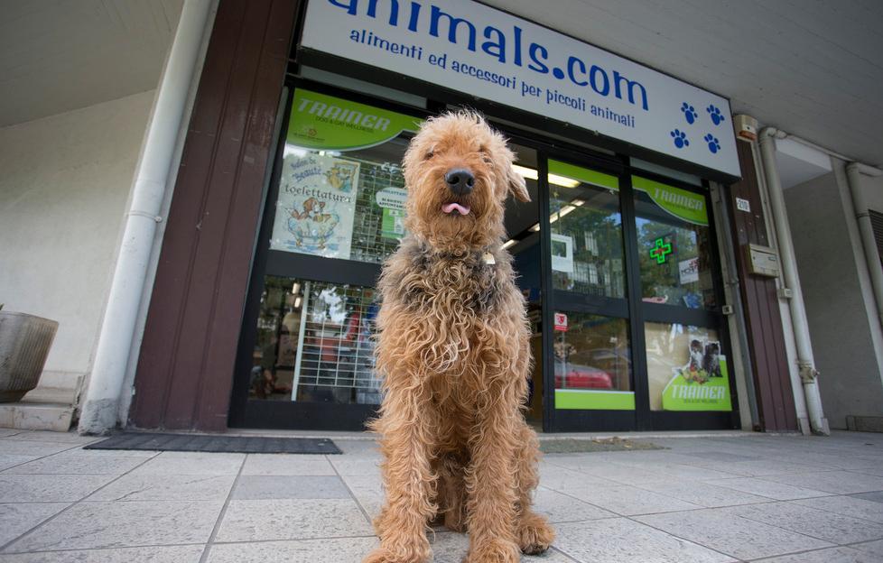 Effetto centri commerciali Negozi per animali in crisi 