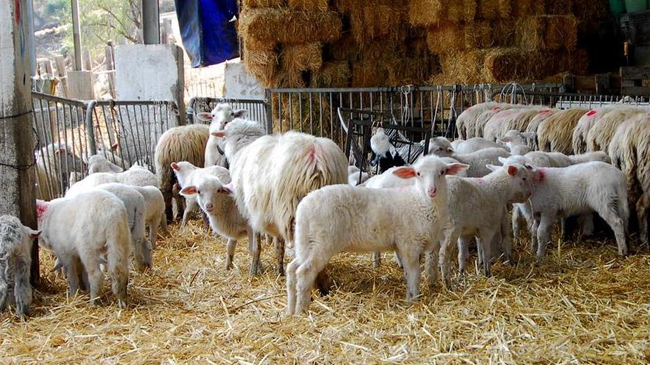 Agnelli, commissariato l’ente certificatore
