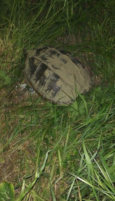 Una tartaruga azzannatrice a spasso a Fucecchio