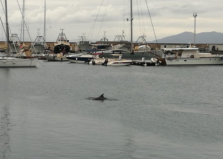 Il delfino nel porto dà spettacolo