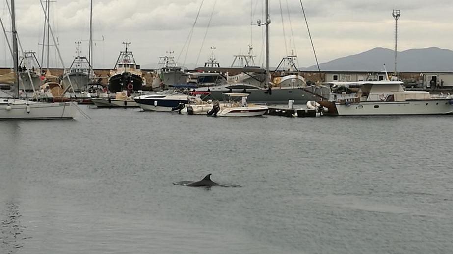 Il delfino nel porto dà spettacolo