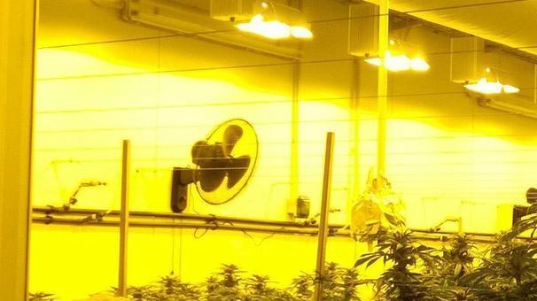 Acquistata cannabis terapeutica per 1,5 milioni per un anno