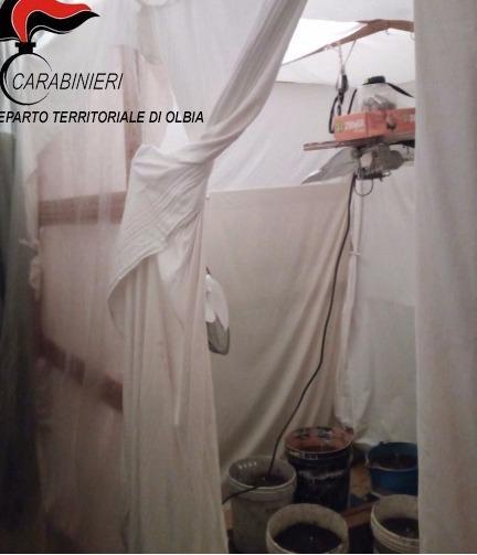 Coltivava la marijuana in casa trentenne arrestato due volte 