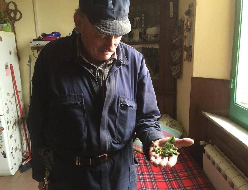 Il cinipide torna a colpire Castagneti ko sull’Amiata 