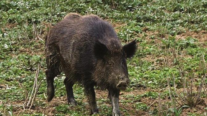 Aziende agricole devastate da cinghiali e caprioli