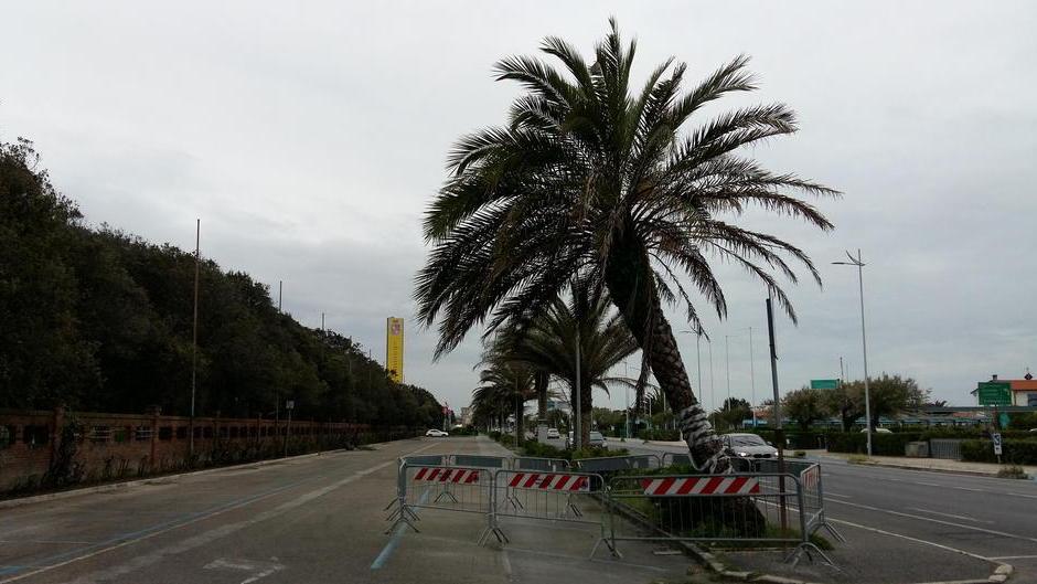 Palma a rischio crollo sul lungomare