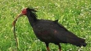 Sorpresa, c’è l’ibis eremita Immortalato mentre mangia