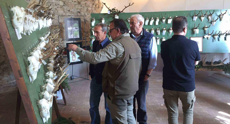 I trofei di caccia dell’Appennino in mostra alla rocca del Boiardo