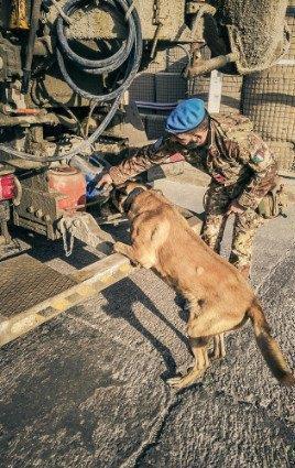 La targa per ricordare il cane-eroe 
