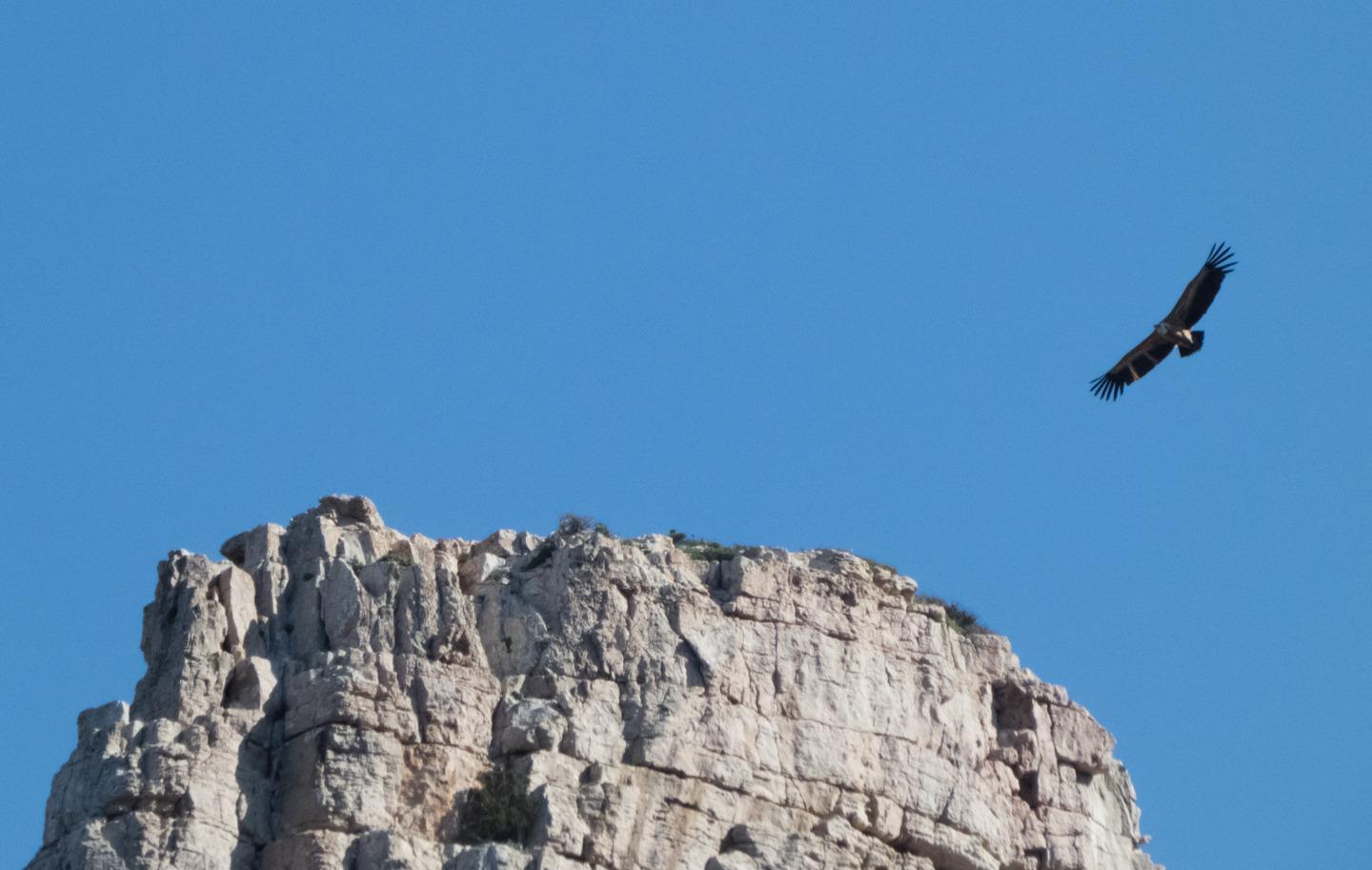 I grifoni di Porto Conte traslocano a Bosa 