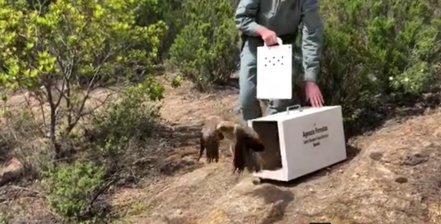 Aquila salvata e liberata dagli uomini del corpo forestale