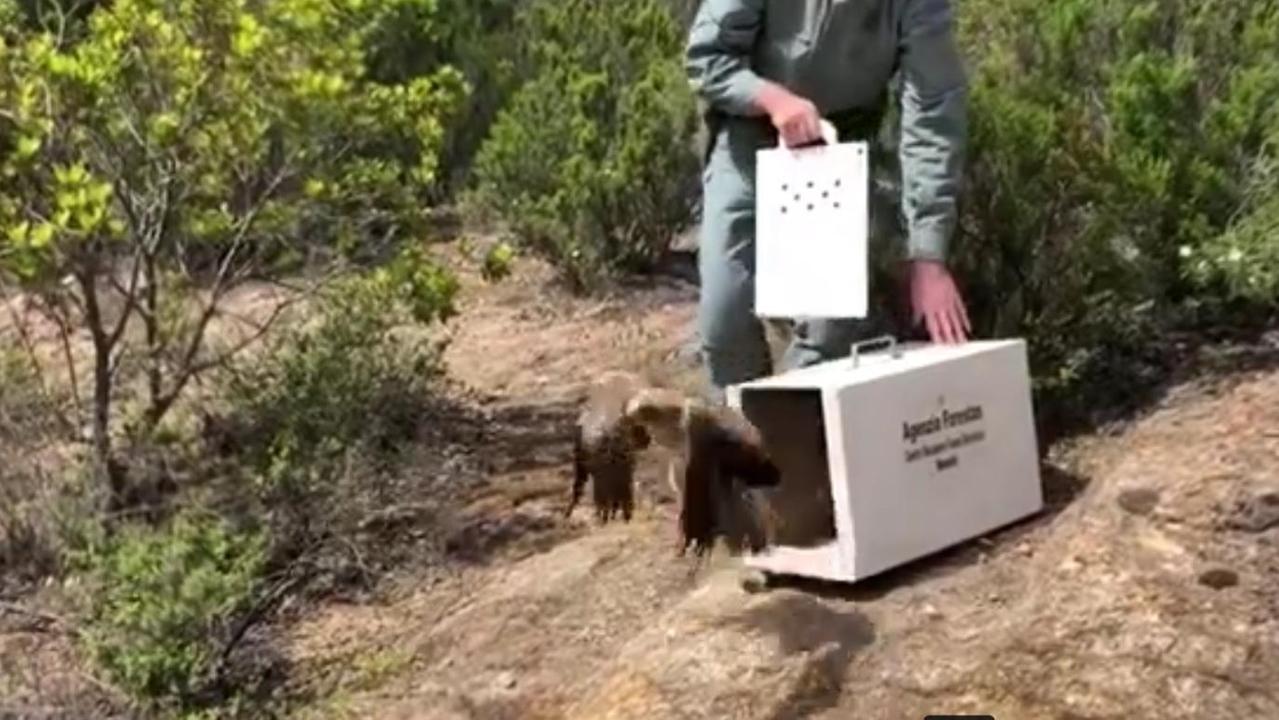 Aquila salvata e liberata dagli uomini del corpo forestale