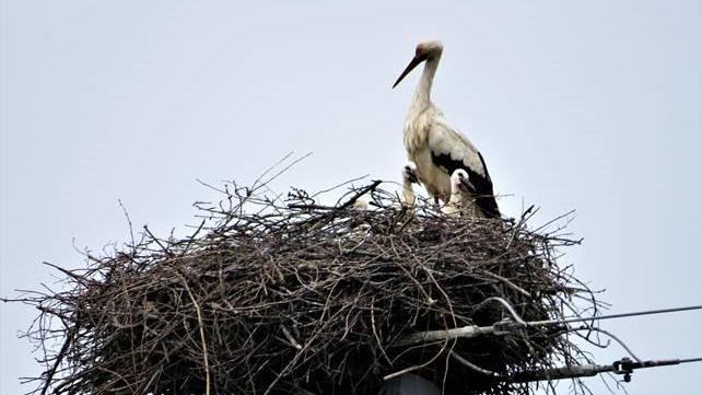 Nascono i piccoli di cicogna, popolati almeno due dei tre nidi nella piana tra Prato e Pistoia
