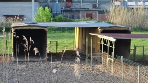 «Allevamenti di maiali in città»: via ai controlli della polizia municipale