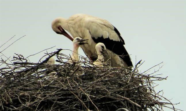 Ecco i “cicognini” nel nido di Caserana