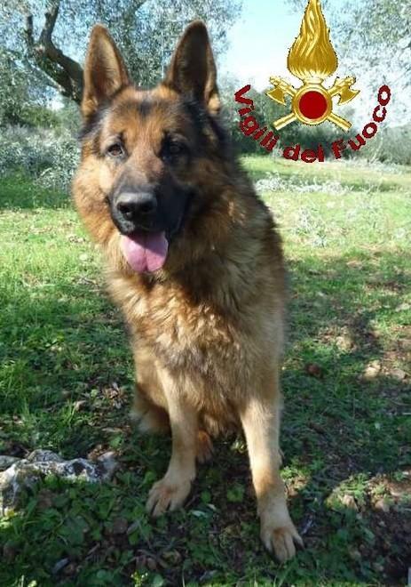 È morto il cane Scarck «Vigile del fuoco come noi» 