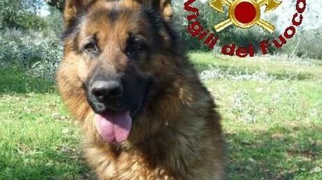 È morto il cane Scarck «Vigile del fuoco come noi»