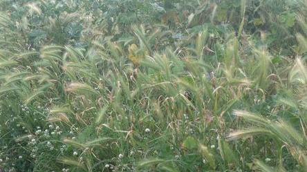 Allarme per una chiazza sul fiume Pescia