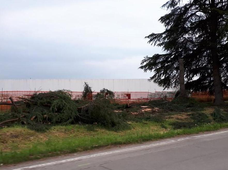 «Cedri abbattuti per sicurezza» 