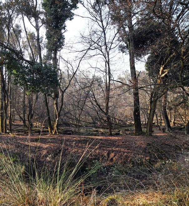Bosco della Mesola, fauna da tutelare 
