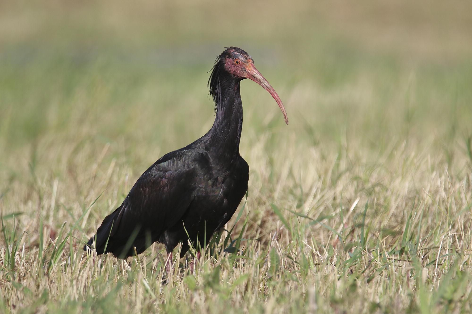 L’ibis Marketa due giorni fa veniva segnalata anche dal Gps sul fosso Cosimo,  al confine sud del Bottagone poi deve essersi spostata alle vasche della piscicoltura